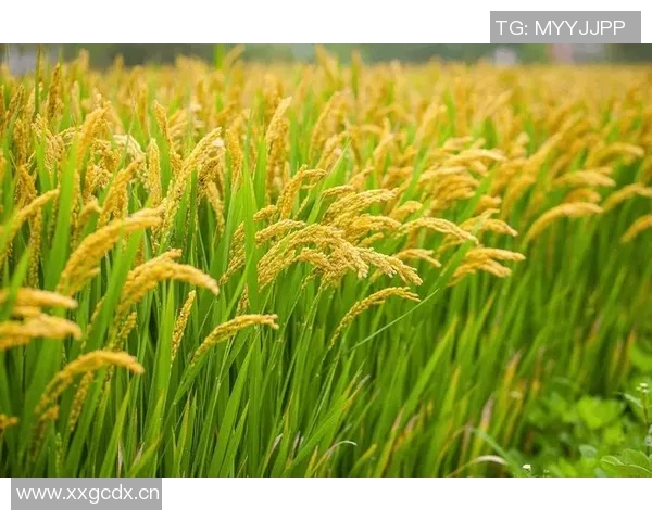 五谷丰登：探讨五大农作物的栽培技术与可持续发展趋势